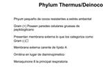 Phylum Thermus