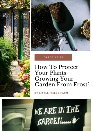 How To Protect Your Plants Growing Your Garden From Frost?