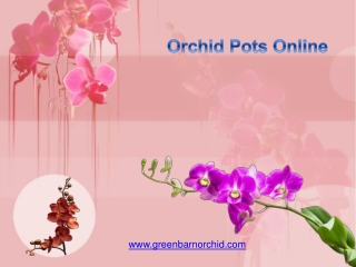 Orchid Pots - Green Barn Orchid Supplies