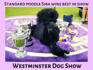 Westminster Kennel Club Dog Show 2020