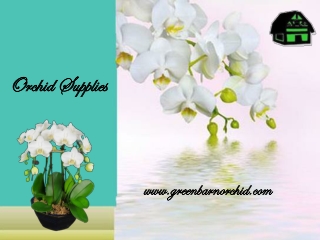 Best Orchid Supplies Florida | Green Barn Orchid Supplies