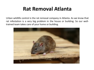 Best Rat Removal in Atlanta