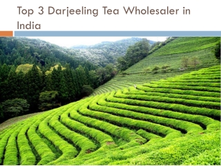 Top 3 Darjeeling Tea Wholesaler in India