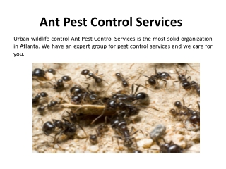 Best Ant Pest Control Services