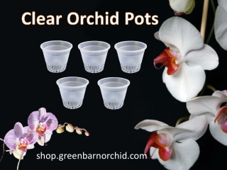 Clear Orchid Pots | Greenbarnorchid.com