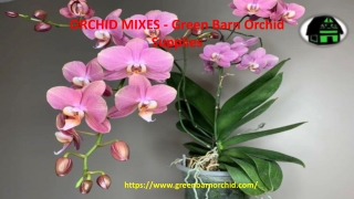 Orchid Mixes For The Better Growth Of Your Plants