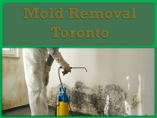 Mold Removal Toronto