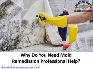 Why Do You Need Mold Remediation Professional Help