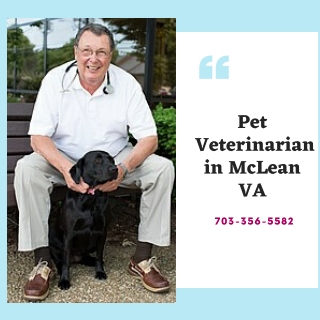 Pet Veterinarian in McLean VA