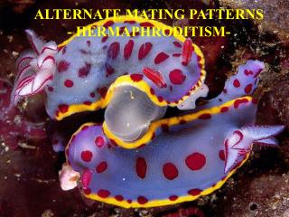 ALTERNATE MATING PATTERNS - HERMAPHRODITISM-