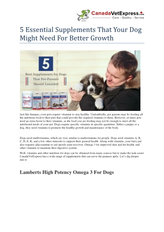 5 Essential Supplements That Your Dog Might Need For Better Growth- CanadaVetExpress