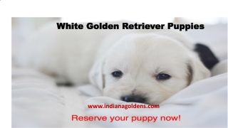 White Golden Retriever Puppies  for Sale