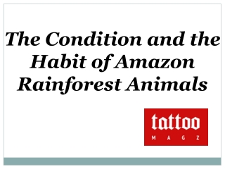 The Condition and the Habit of Amazon Rainforest Animals