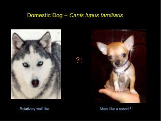 Domestic Dog – Canis lupus familiaris