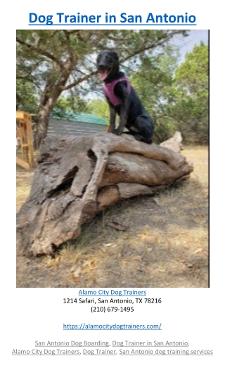 Dog Trainer in San Antonio