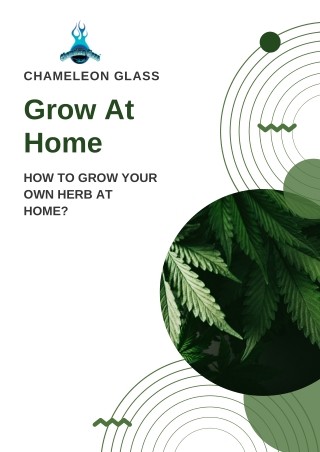 How to Grow Marijuana At Home?