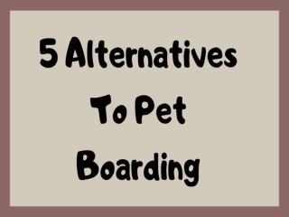5 Alternatives To Pet Boarding