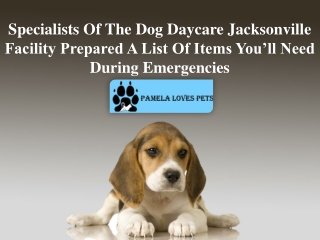 Specialists Of The Dog Daycare Jacksonville Facility Prepared A List Of Items You’ll Need During Emergencies