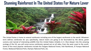 Stunning Rainforest In The United States For Nature Lover