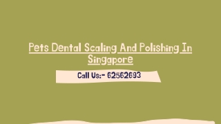 Pets Dental Scaling And Polishing In Singapore