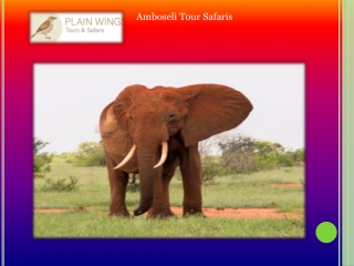 Amboseli Tour Safaris