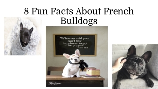 8 Fun Facts About French Bulldogs