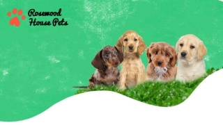 Puppies For Sale Warrington