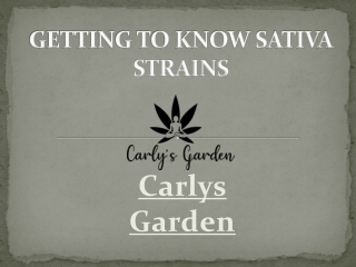 Shop Sativa Cannabis Strains Online at Carlys Garden