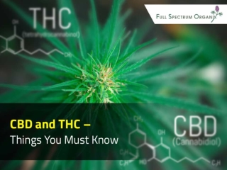 CBD and THC – Things You Must Know
