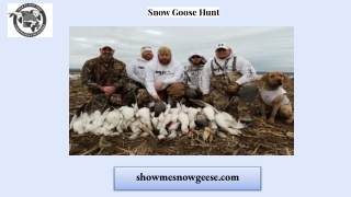 Snow Goose Hunt