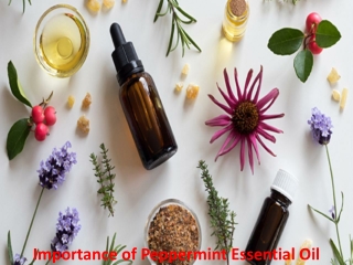 Importance of Peppermint Essential Oil