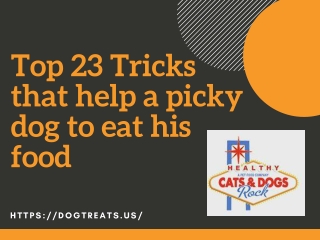 Top 23 Tricks that help a picky dog to eat his food