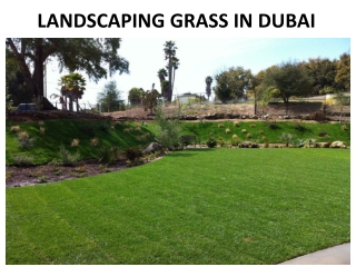 Landscaping Grass Dubai