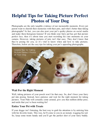 Helpful Tips for Taking Picture Perfect Photos of Your Dog