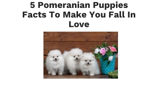 5 Pomeranian Puppies Facts to Make You Fall in Love