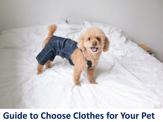 Guide to Choose Clothing for Pet - Bloomingtails Dog Boutique