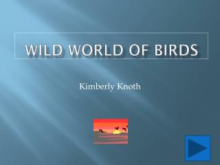 Wild World of Birds