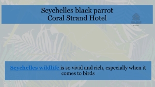Seychelles black parrot by Coral Strand Hotel