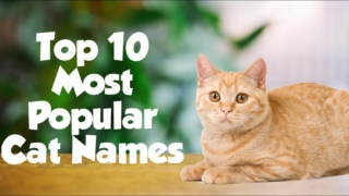The 10 Most Popular Cat Names of 2019 With Meaning