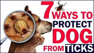 7 Ways to Protect Dog From Ticks ! Dog Health Tips 2020