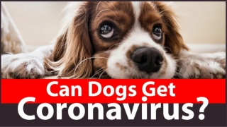 Can Dogs Get Coronavirus ? Dog health tips