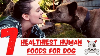 Top 7 Healthiest Human Foods You Should Be Feeding Your Dog