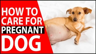 5 Ways to Care for a Pregnant Dog 2020 ! Dog Health Tips