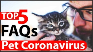 Top 5 FAQs For Pet Coronavirus ! Pet Health Tips