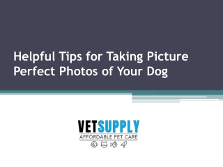 Helpful Tips for Taking Picture Perfect Photos of Your Dog