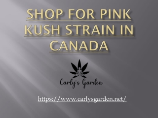 Shop For Pink Kush Strain In Canada - Carlys Garden