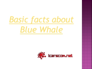 Basic facts about Blue Whale