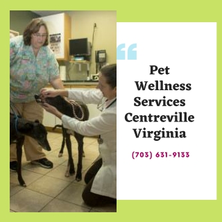 Pet Wellness Services Centreville Virginia