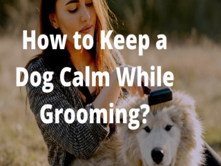 How to Keep Dog Calm While Grooming?