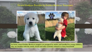 Tri-star Goldens Provides by Golden Retriever Tennessee